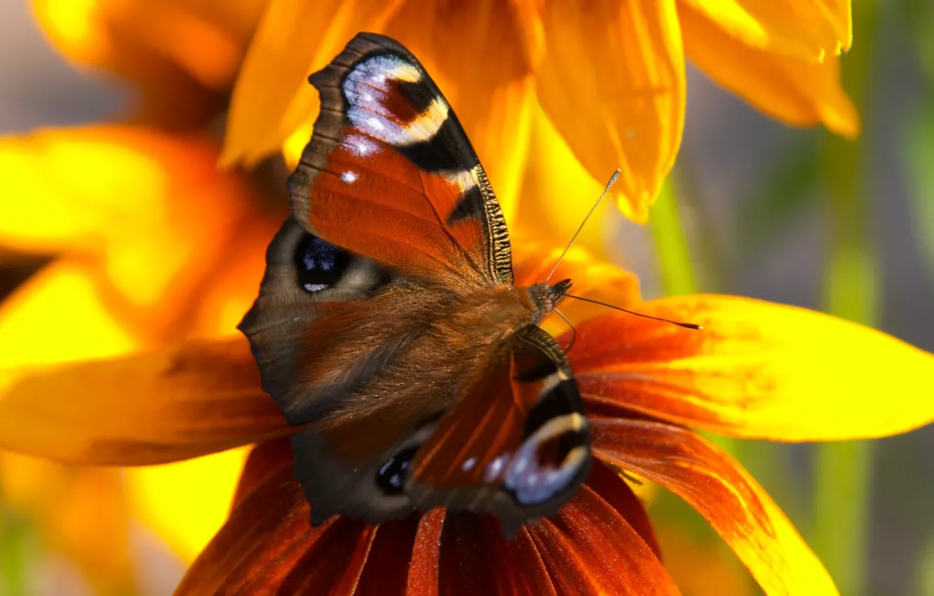 Фото обои цветок, бабочка, крылья