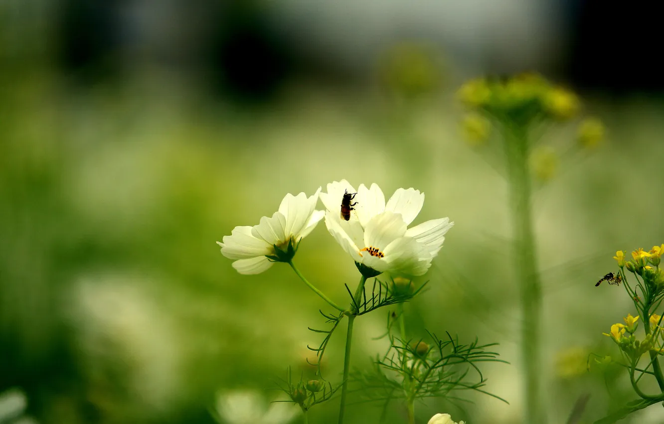 Фото обои зелень, белый, цветок, лето, трава, природа, зеленый, пчела