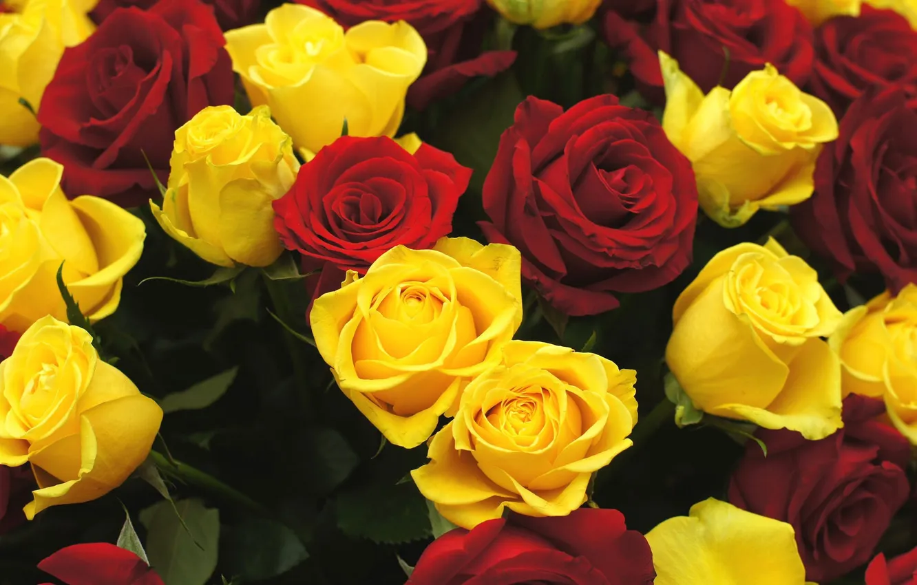 Фото обои цветы, розы, красные, жёлтые