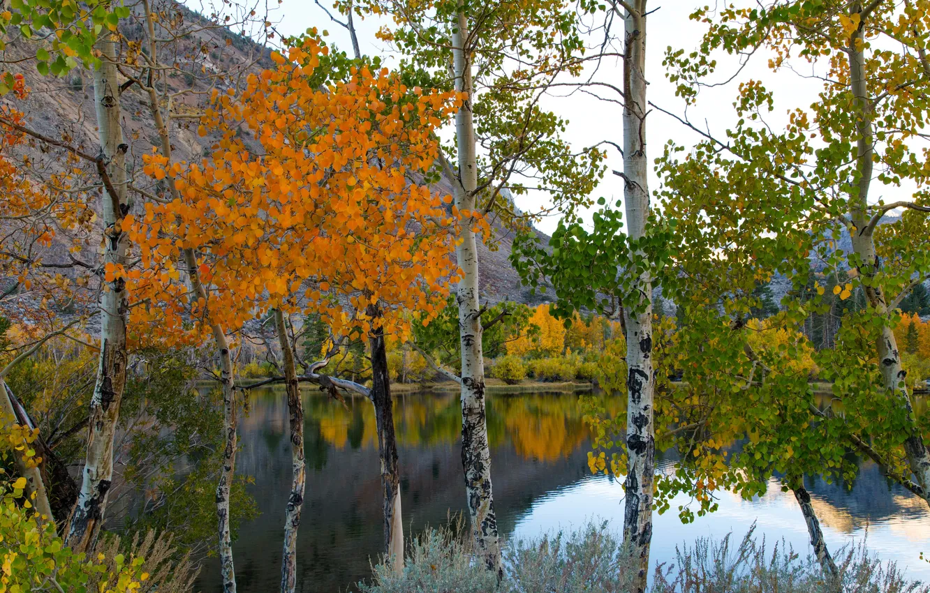 Фото обои осень, деревья, горы, озеро, березы