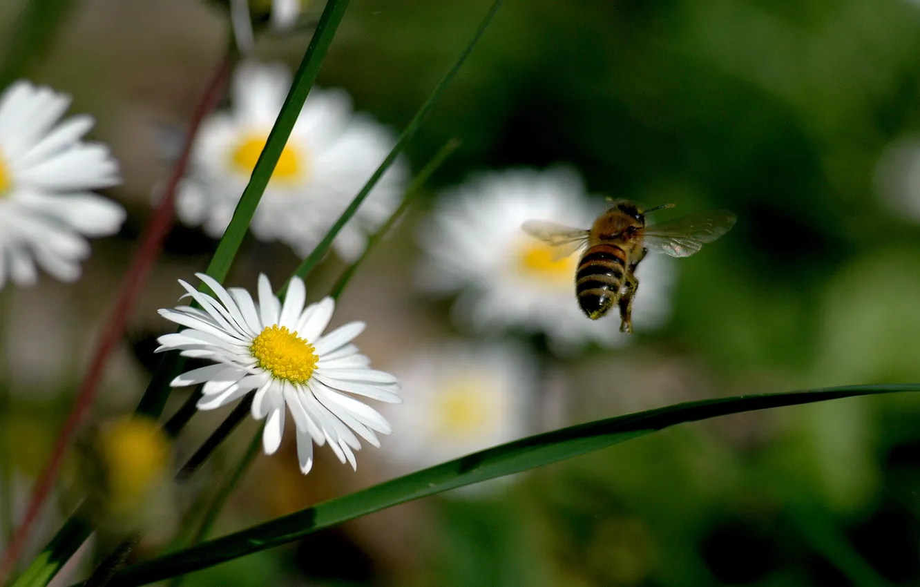Фото обои цветы, природа, пчела, ромашки