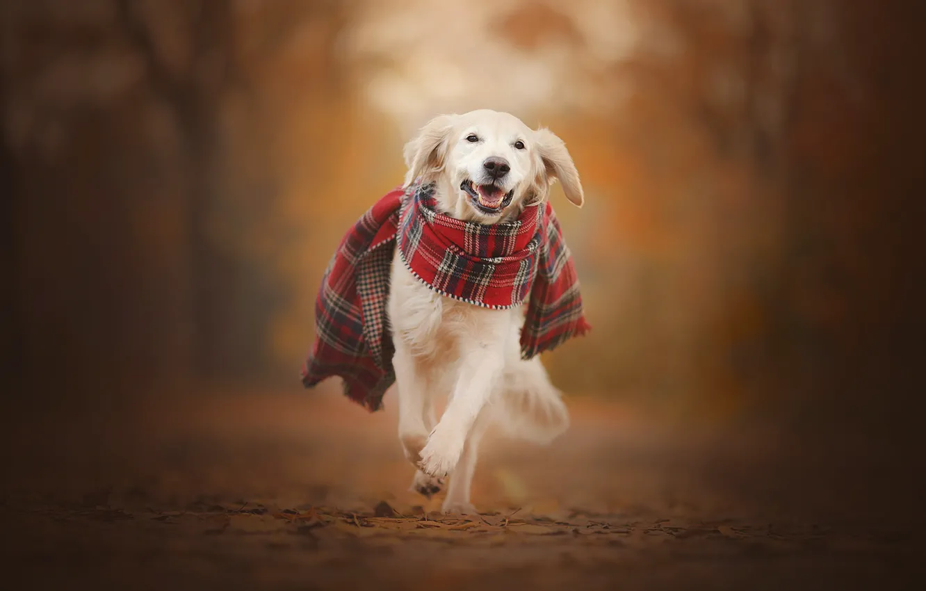 Фото обои осень, собака, шарф, прогулка, боке, Голден ретривер, Золотистый ретривер