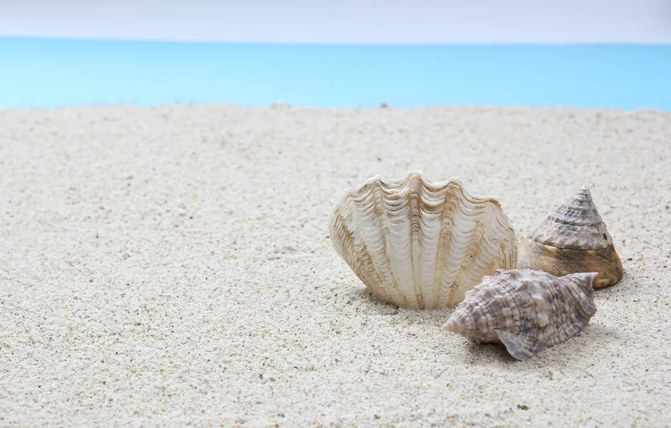 Фото обои песок, Море, ракушки