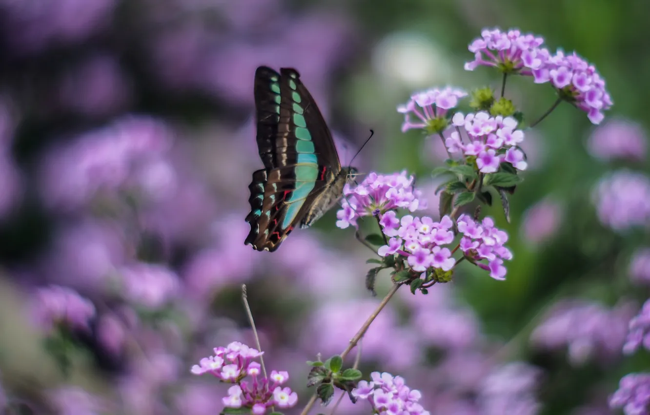 Фото обои макро, цветы, бабочка, крылья, размытость, зеленые, сиреневые, Насекомое