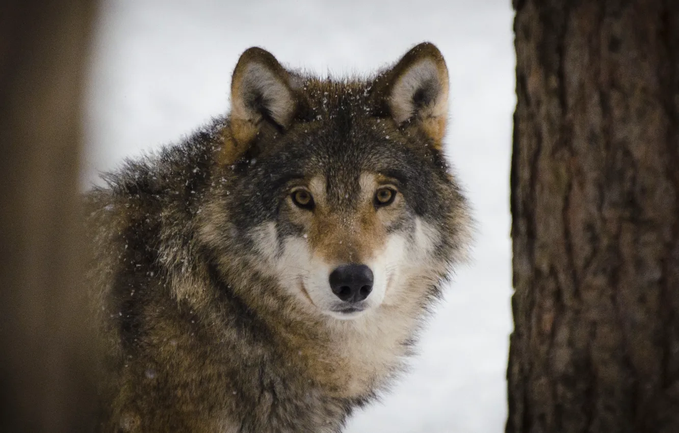 Фото обои Predator, nature, animal, wolf, wildlife, portrait, portrait., Canis lupus. face