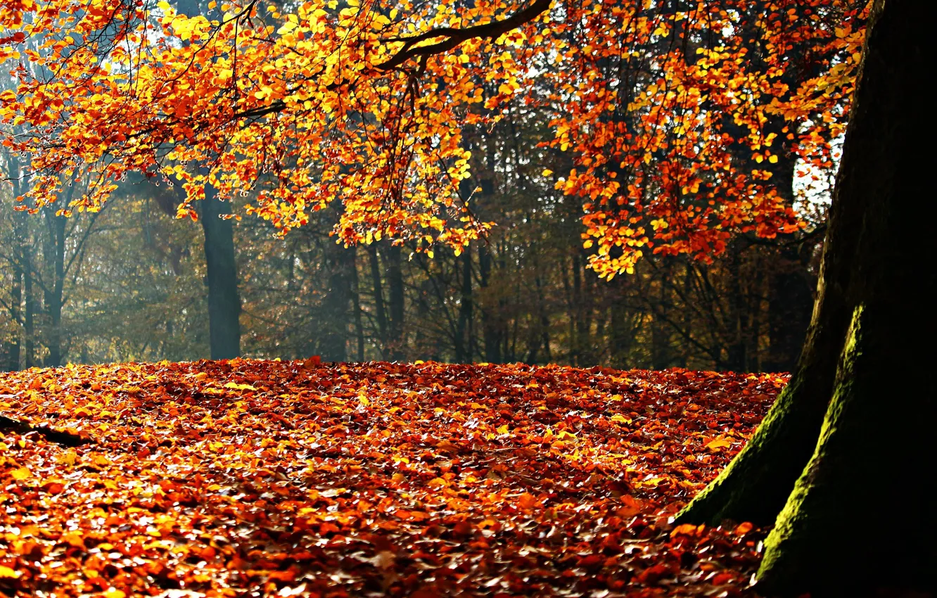 Фото обои осень, листья, солнце, деревья, пейзаж, парк