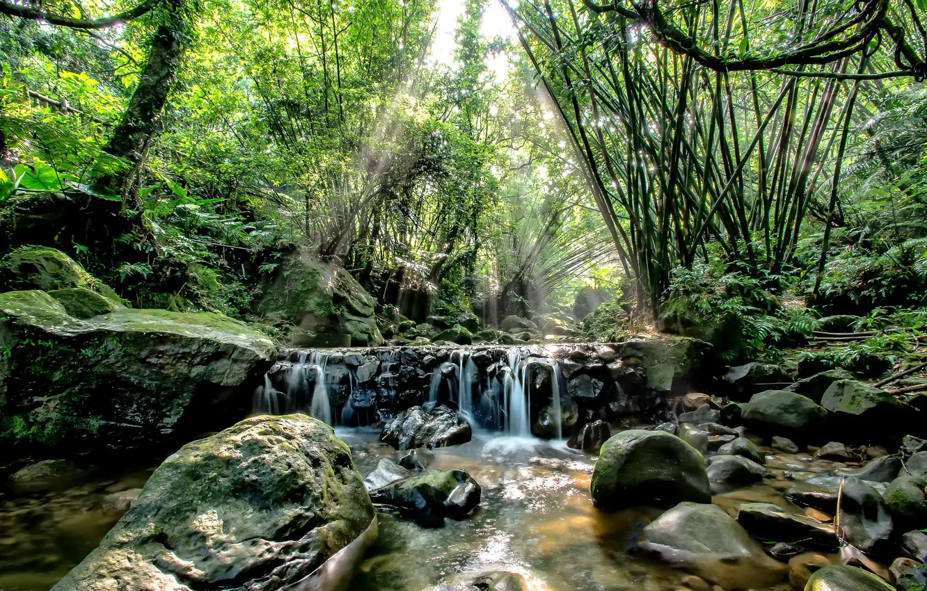 Фото обои лес, деревья, природа, река, камни, водопад, поток