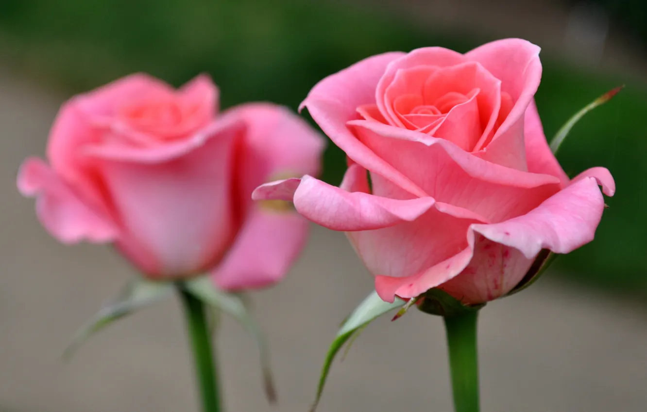 Фото обои роза, лепестки, бутон
