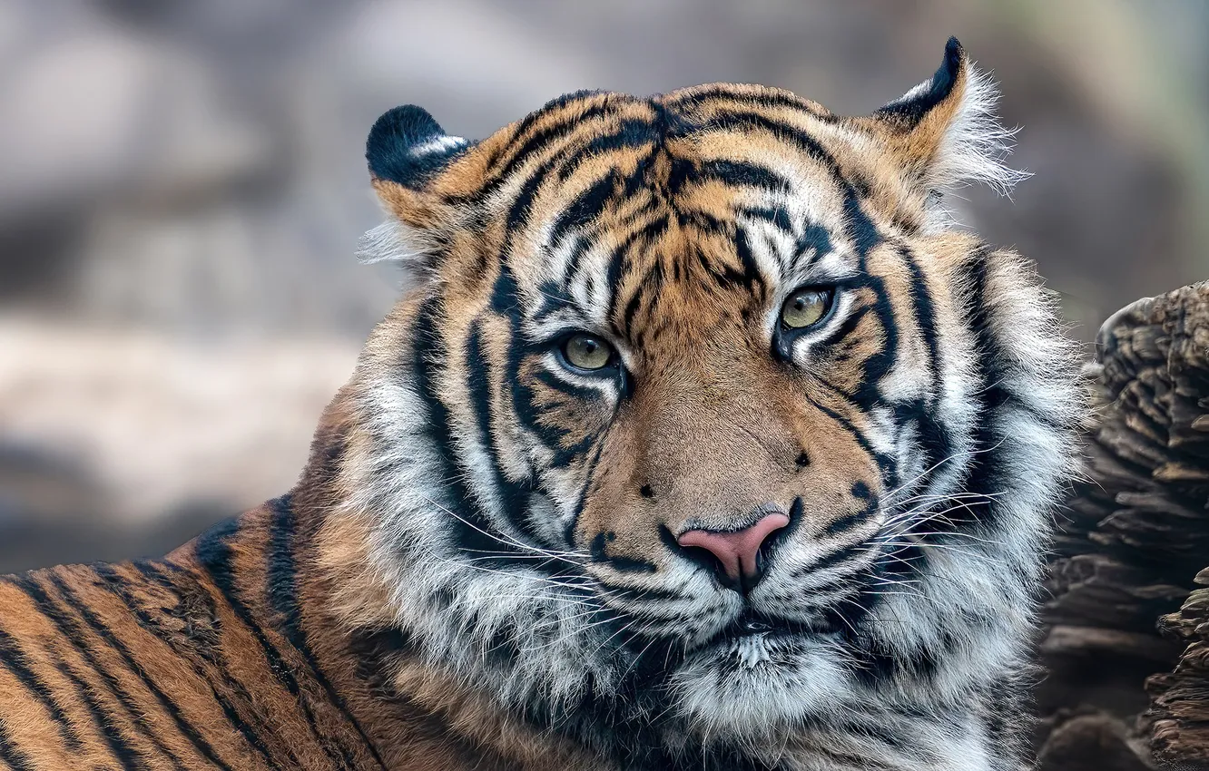 Фото обои взгляд, морда, тигр, портрет, хищник, дикая кошка