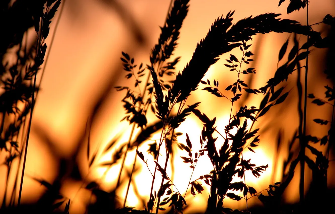 Фото обои трава, солнце, Закат