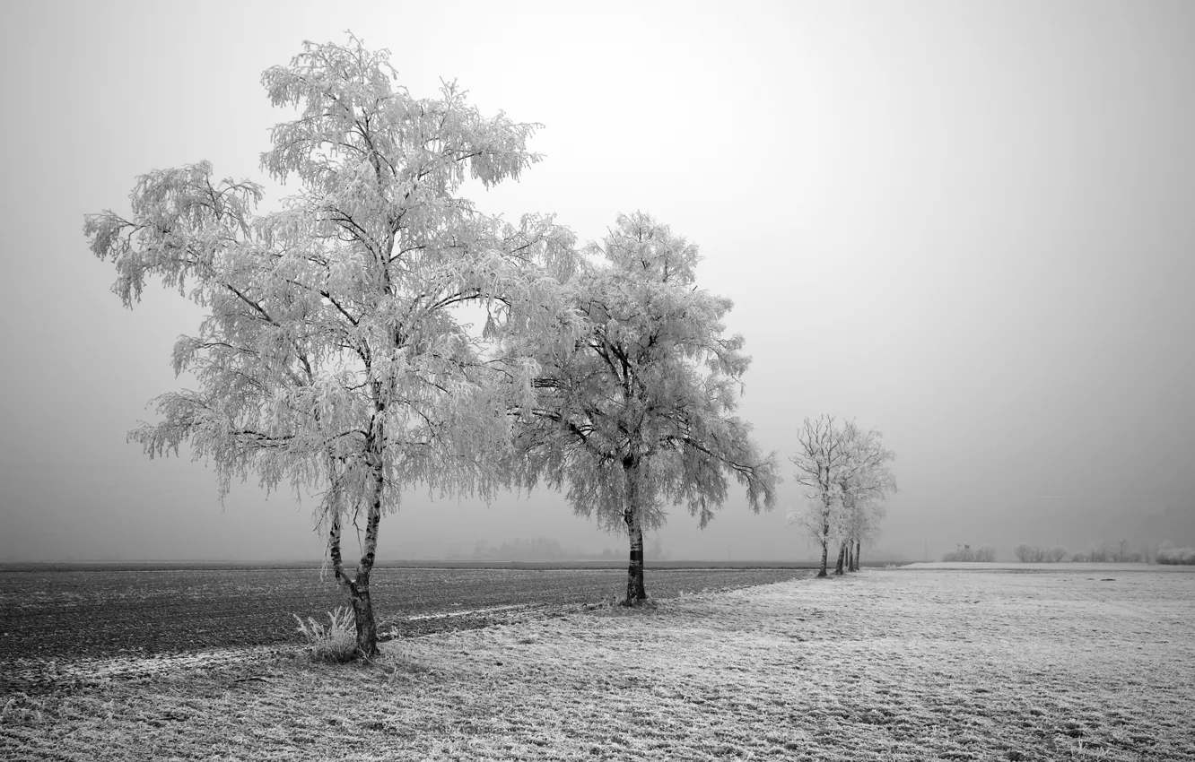 Фото обои зима, дорога, деревья