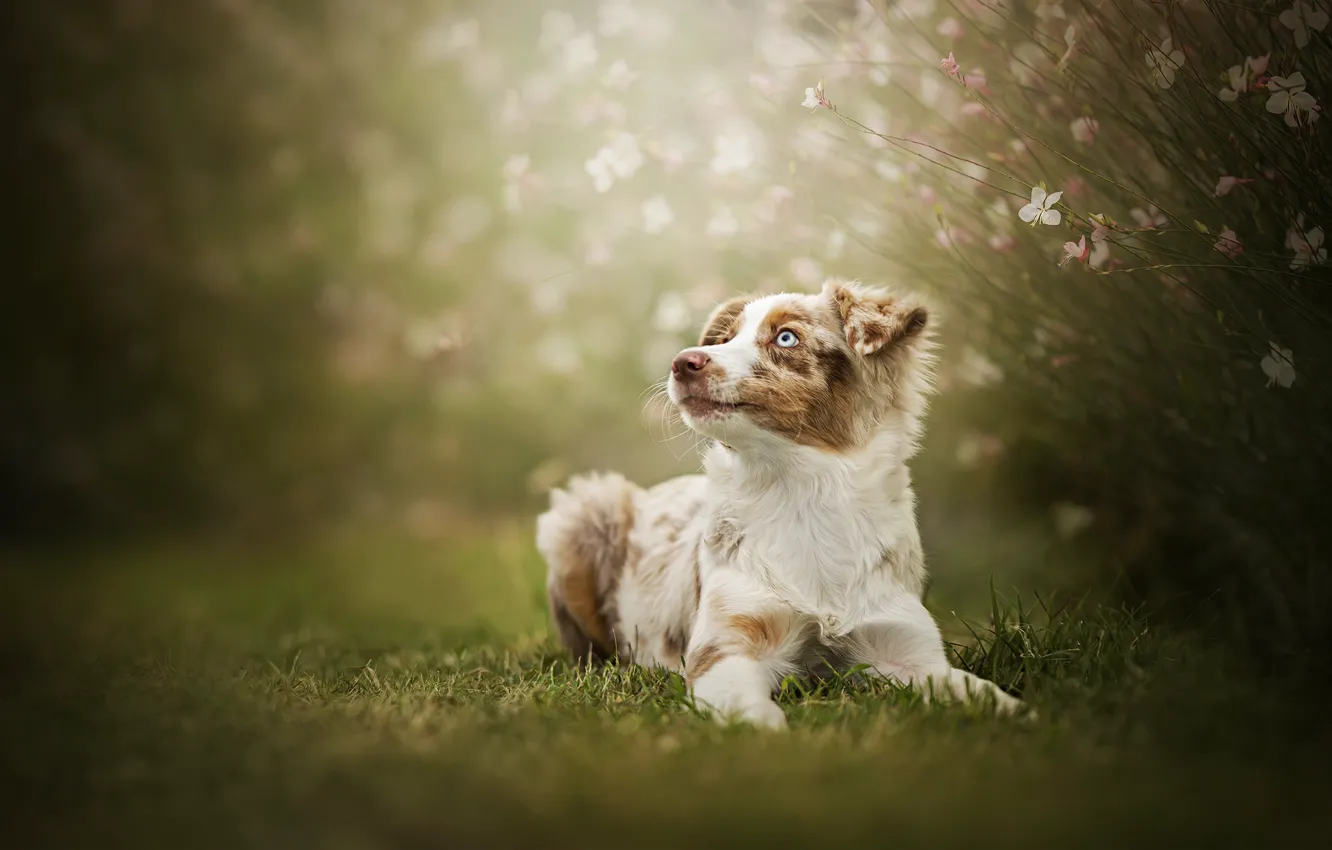 Фото обои цветы, собака, боке, Австралийская овчарка, Аусси