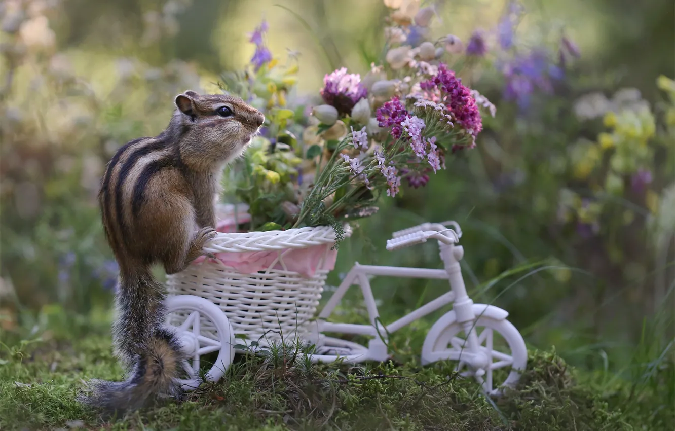 Фото обои цветы, велосипед, бурундук, корзинка, грызун, Евгения Левина