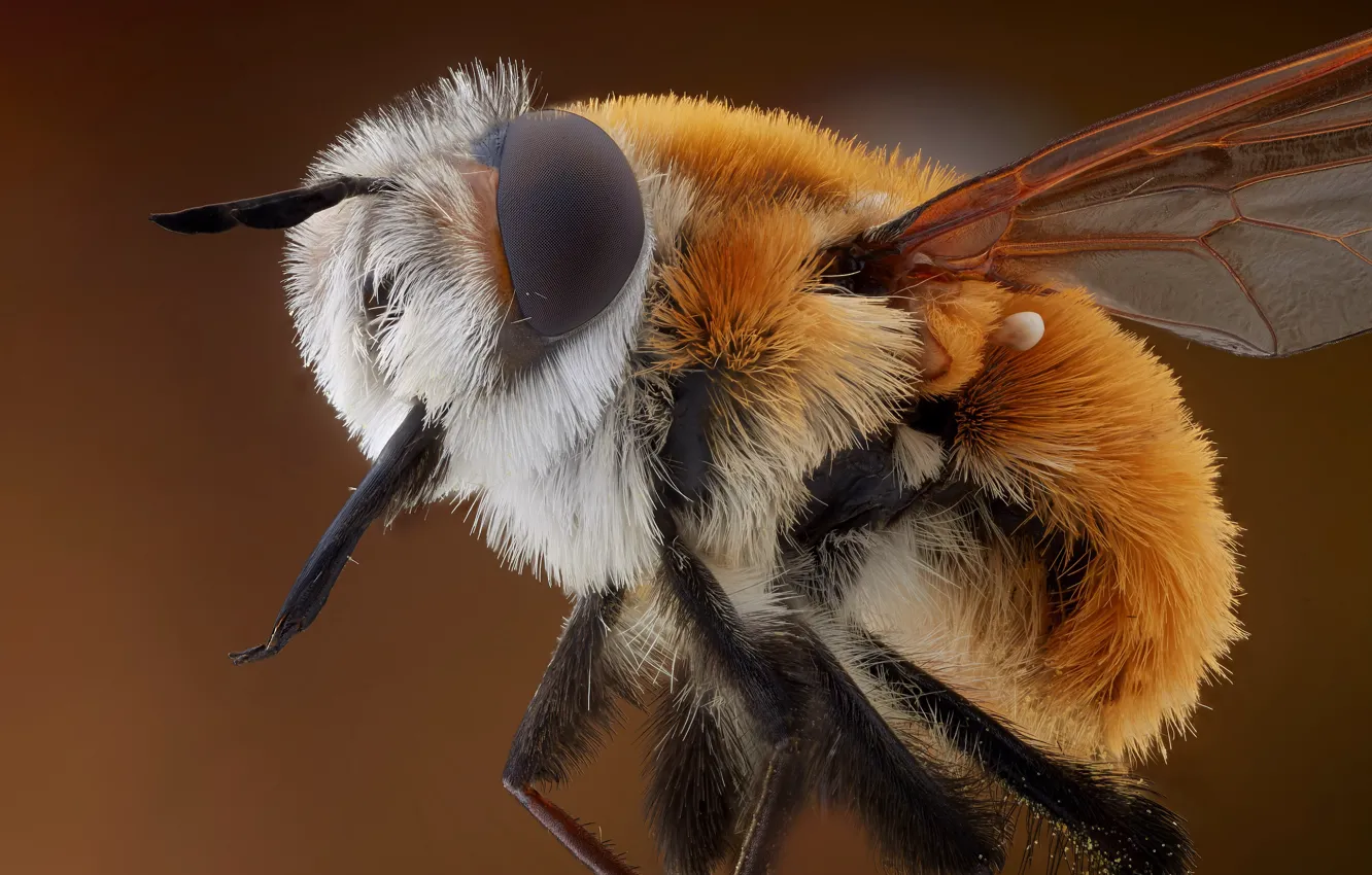 Фото обои макро, природа, пчела