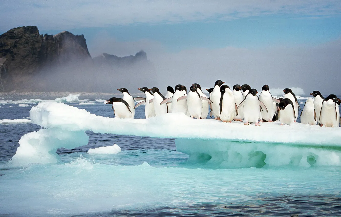 Фото обои лед, птицы, Антарктида, пингвины Адели, остров Владений