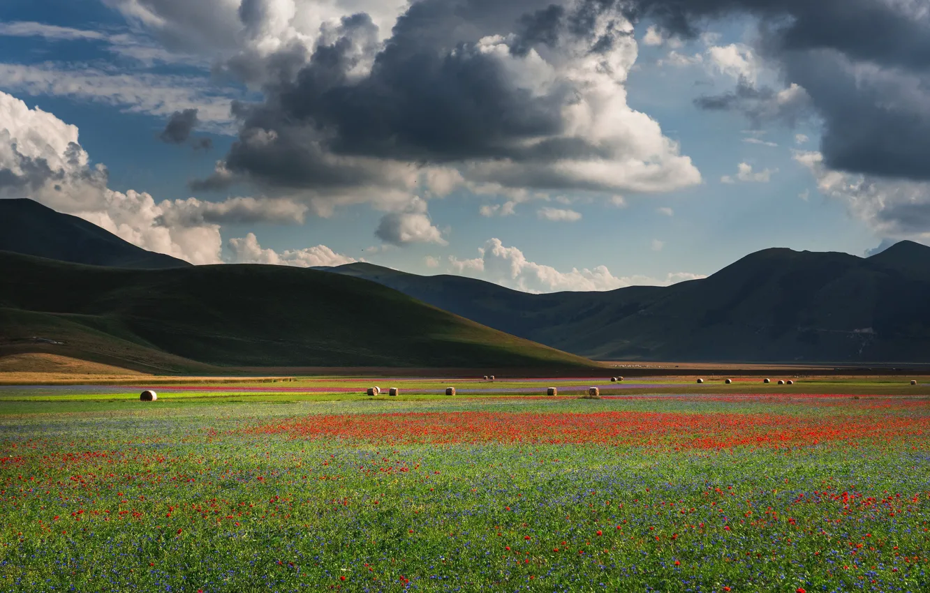 Фото обои поле, лето, небо, облака, цветы, тучи, маки, луг