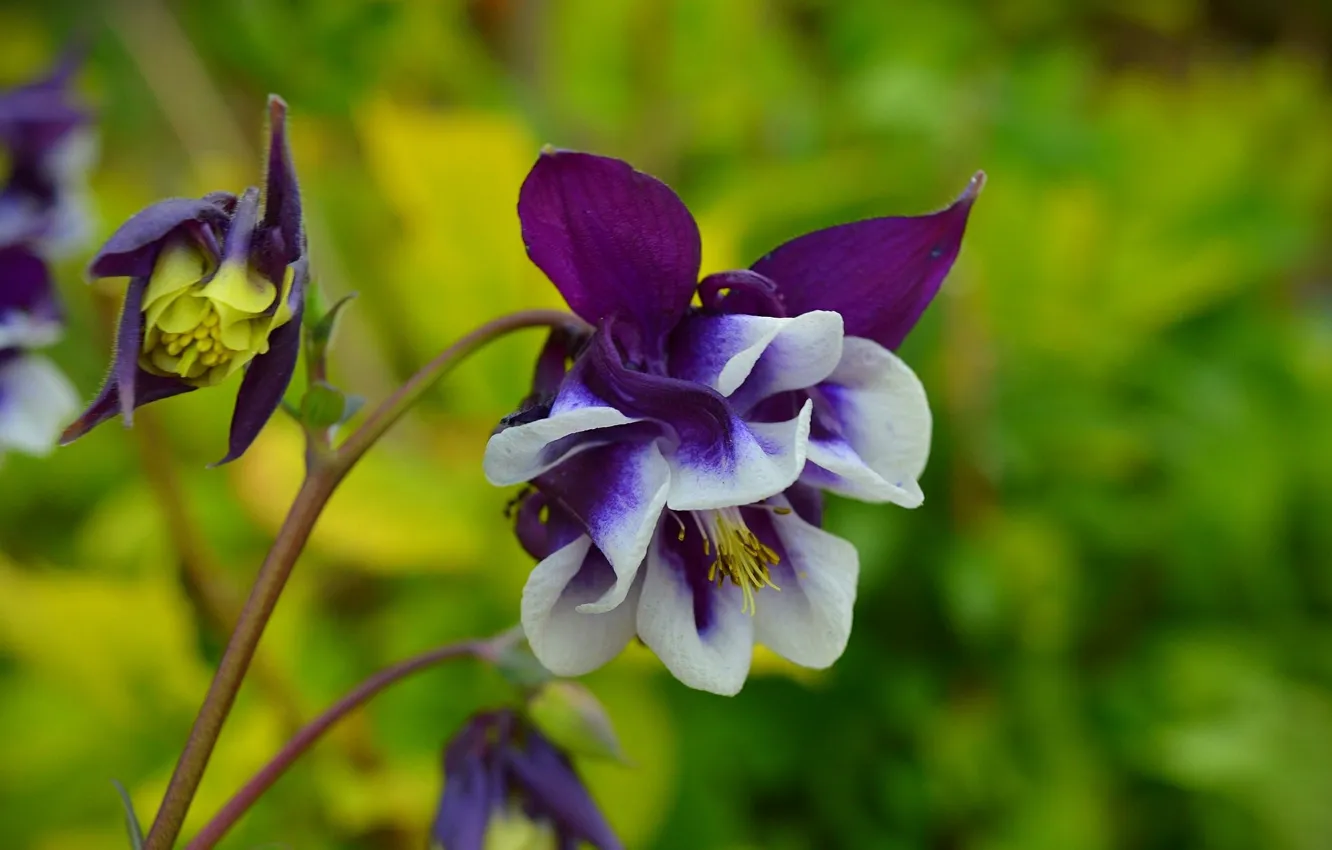 Фото обои Цветок, Боке, Bokeh, Purple flower