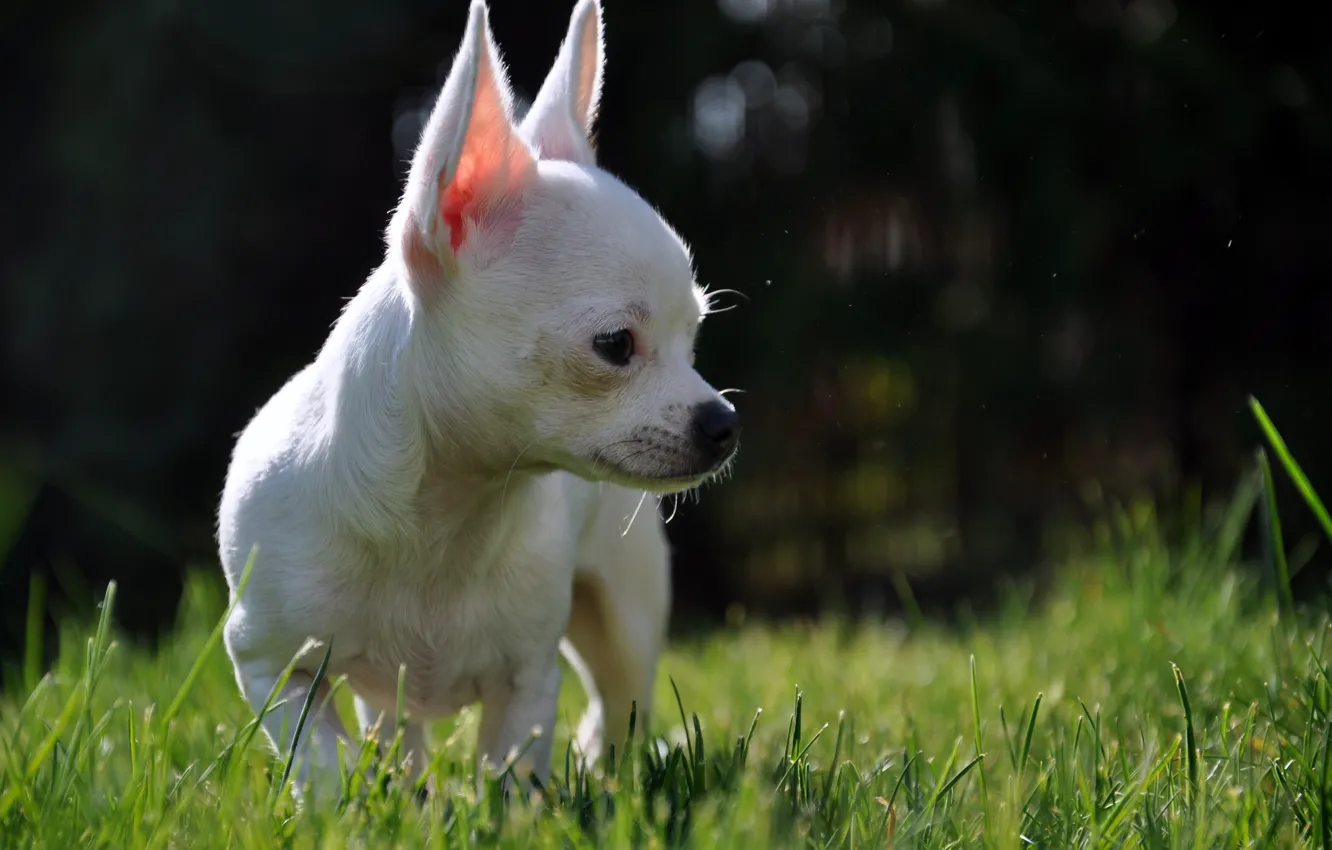 Фото обои green, white, grass, dog, blur, little