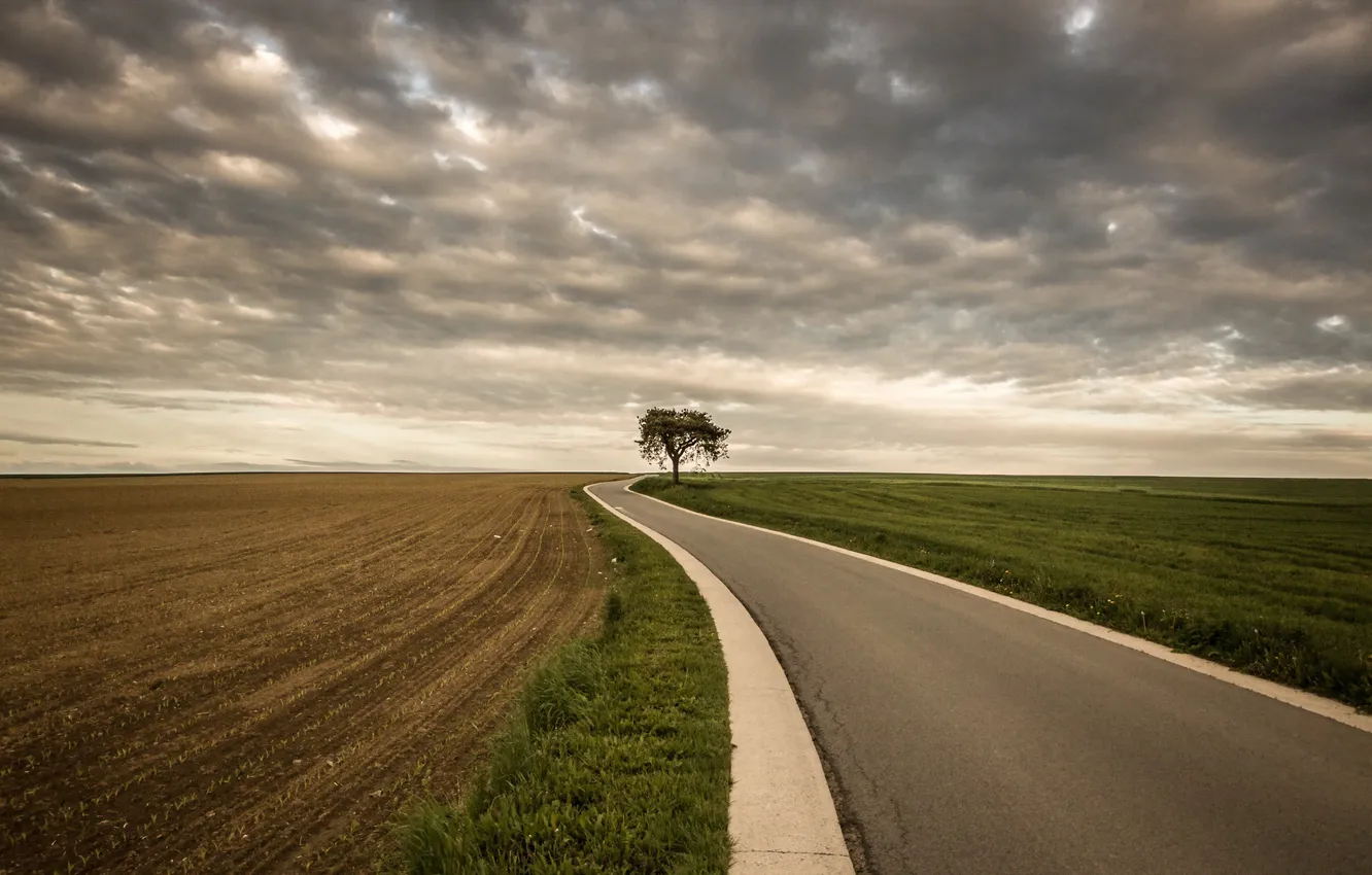 Фото обои road, sky, tree, color, route, ciel, arbre