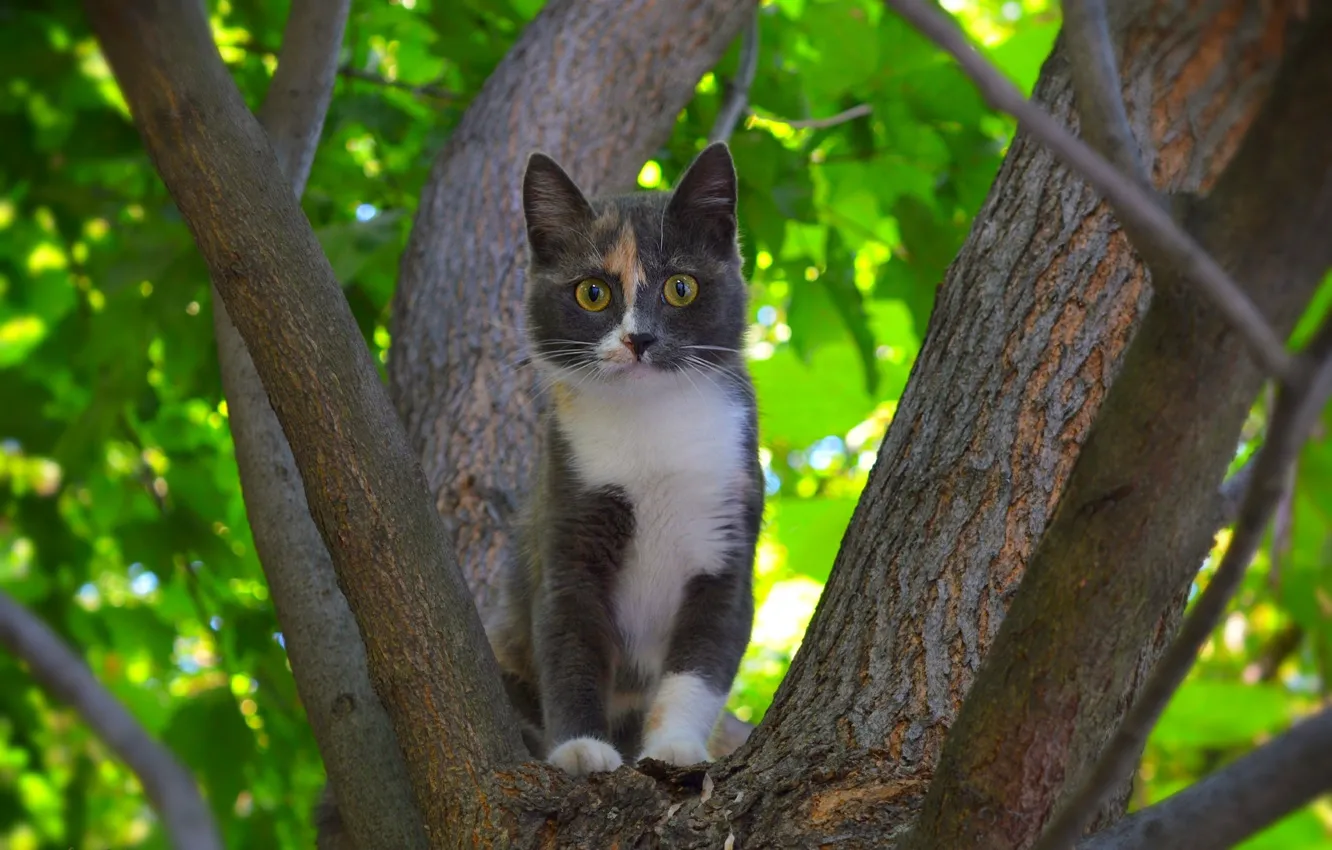 Фото обои Дерево, Кошка, Tree, Cat