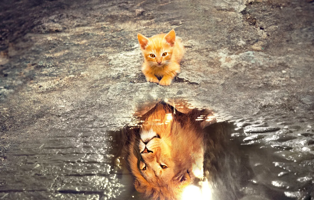 Фото обои кошка, взгляд, морда, вода, кошки, отражение, котенок, фотошоп