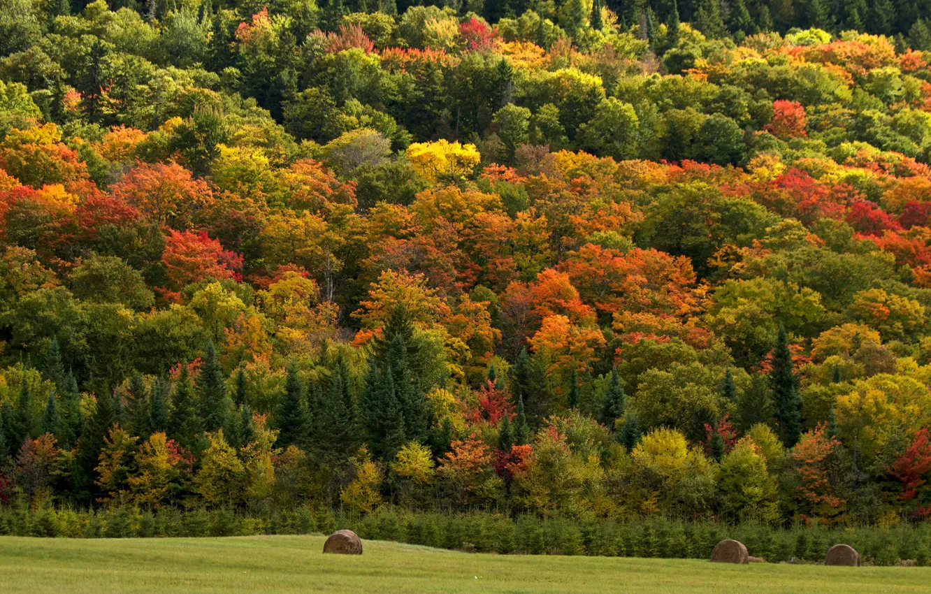 Фото обои поле, осень, лес, деревья, природа, сено