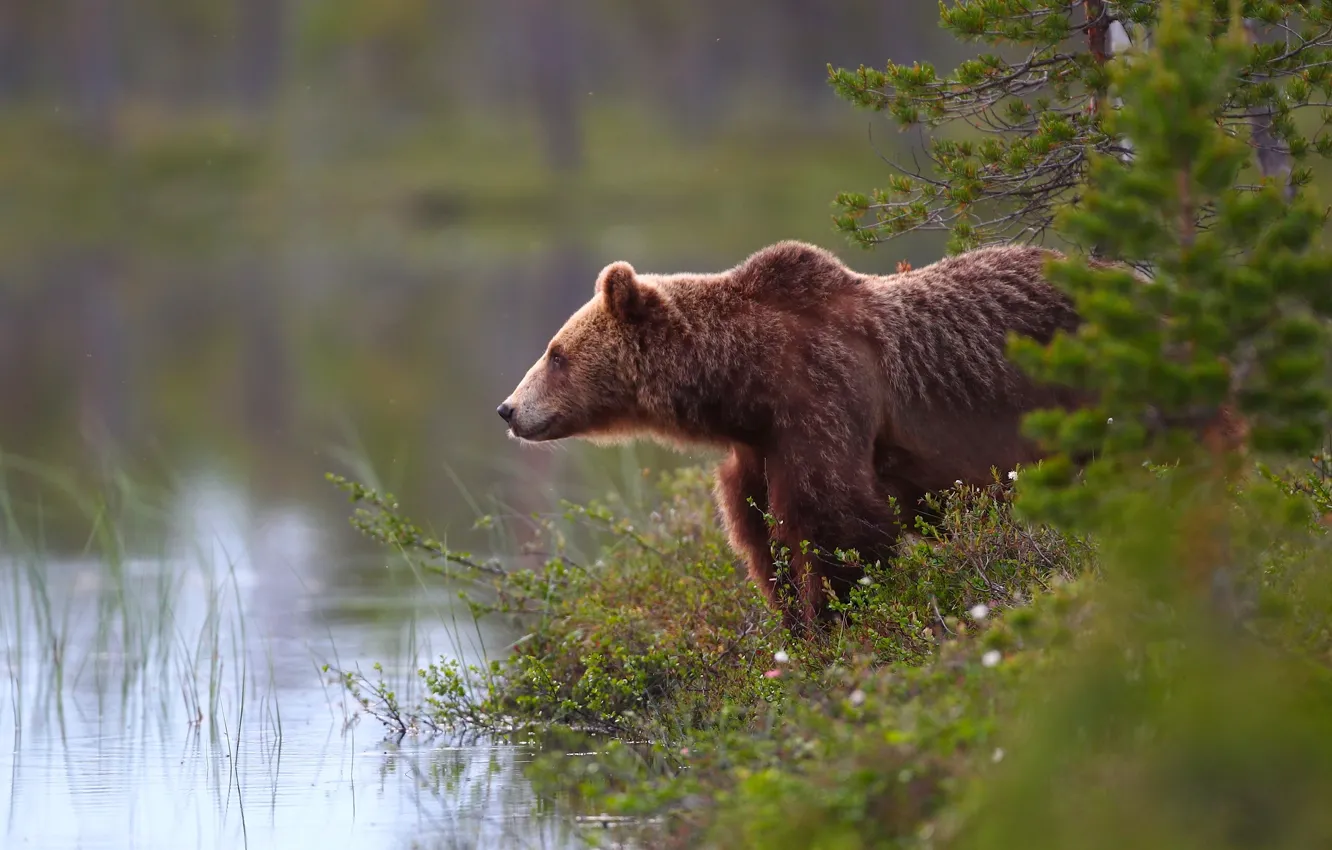 Фото обои лес, вода, медведь, топтыгин