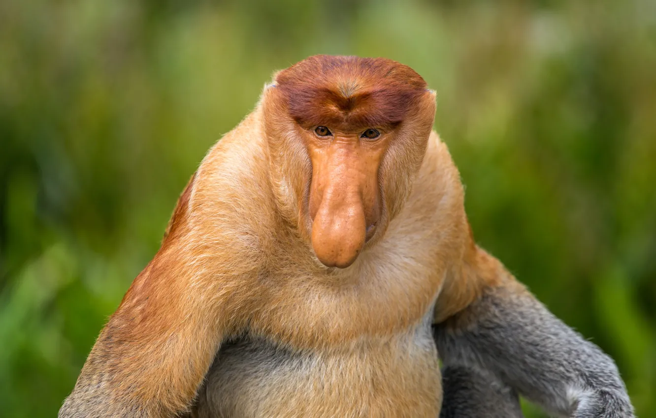 Фото обои monkey, Nasalis larvatus, primate