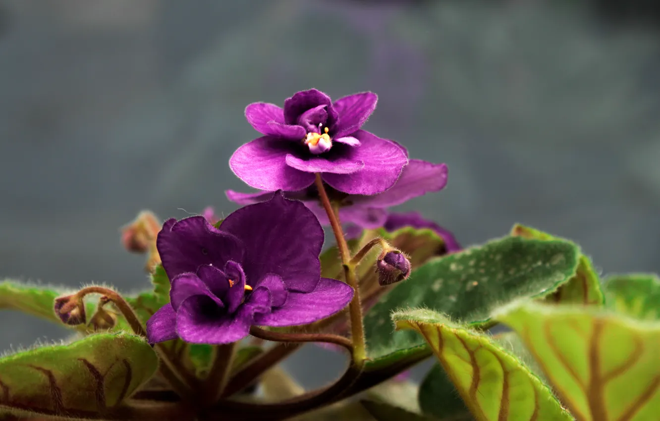 Фото обои фиолетовый, листья, цветы, бутоны, фиалки