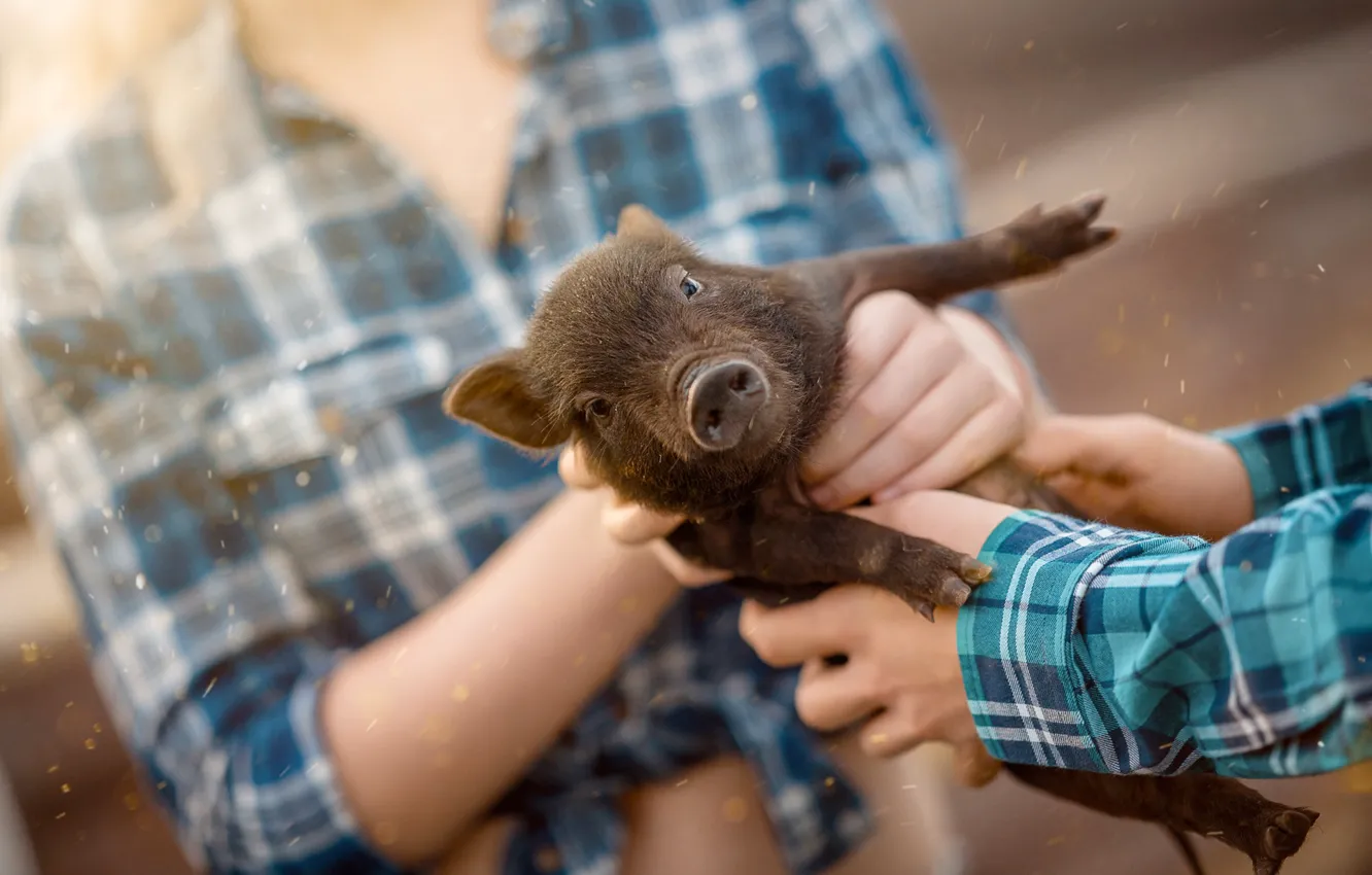 Фото обои настроение, руки, малыш, хрюшка, поросёнок