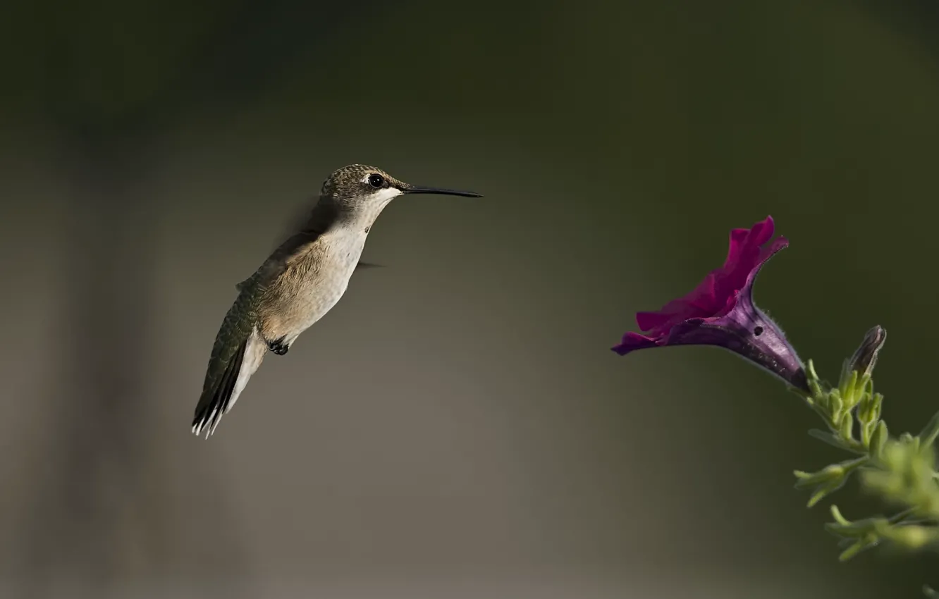 Фото обои цветок, птица, размытость, колибри, петуния