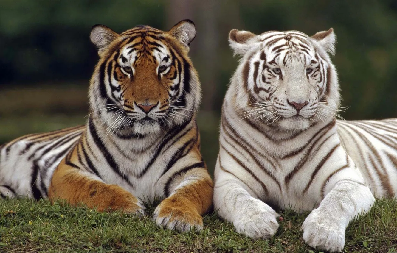 Фото обои wallpaper, big, tiger, cat, background, predator, blur, bokeh