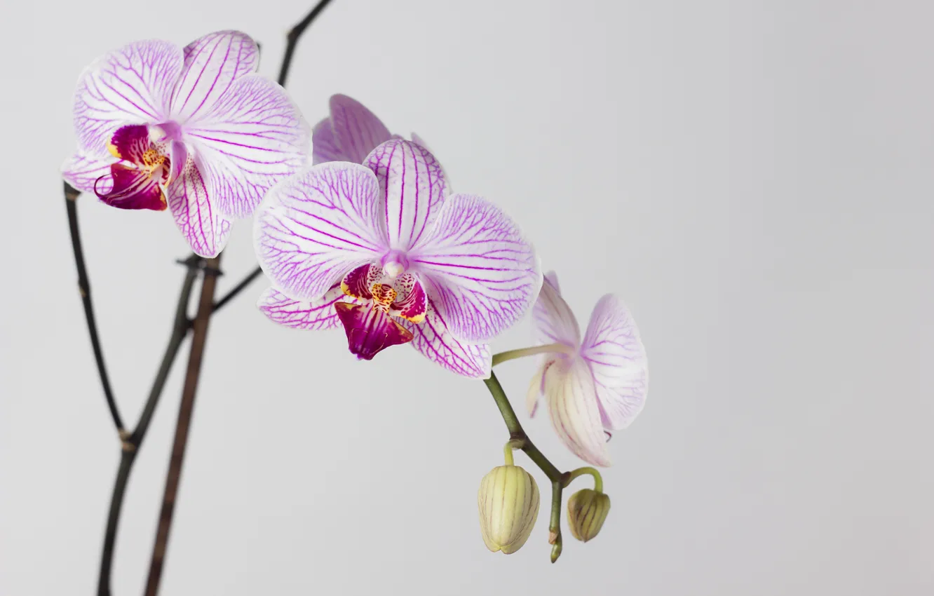 Фото обои макро, цветы, обои, Цветок, белый фон, орхидея, фаленопсис