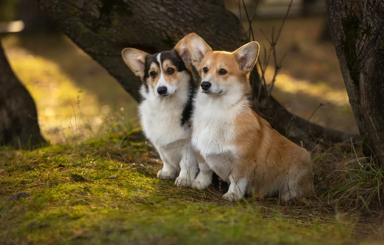 Фото обои summer, grass, forest, puppy, nature, dog, background, two