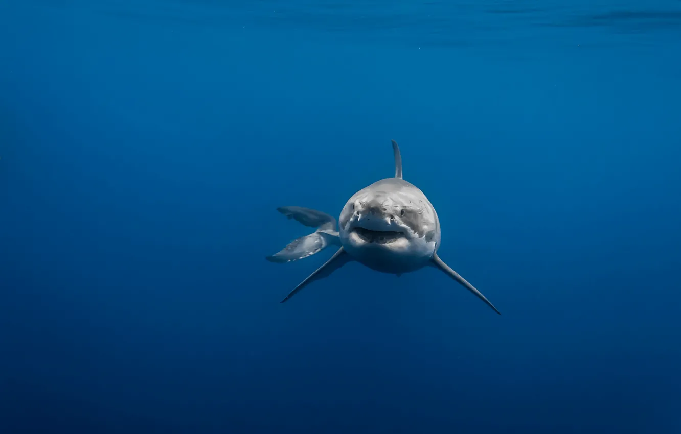 Фото обои море, хищник, акула, белая
