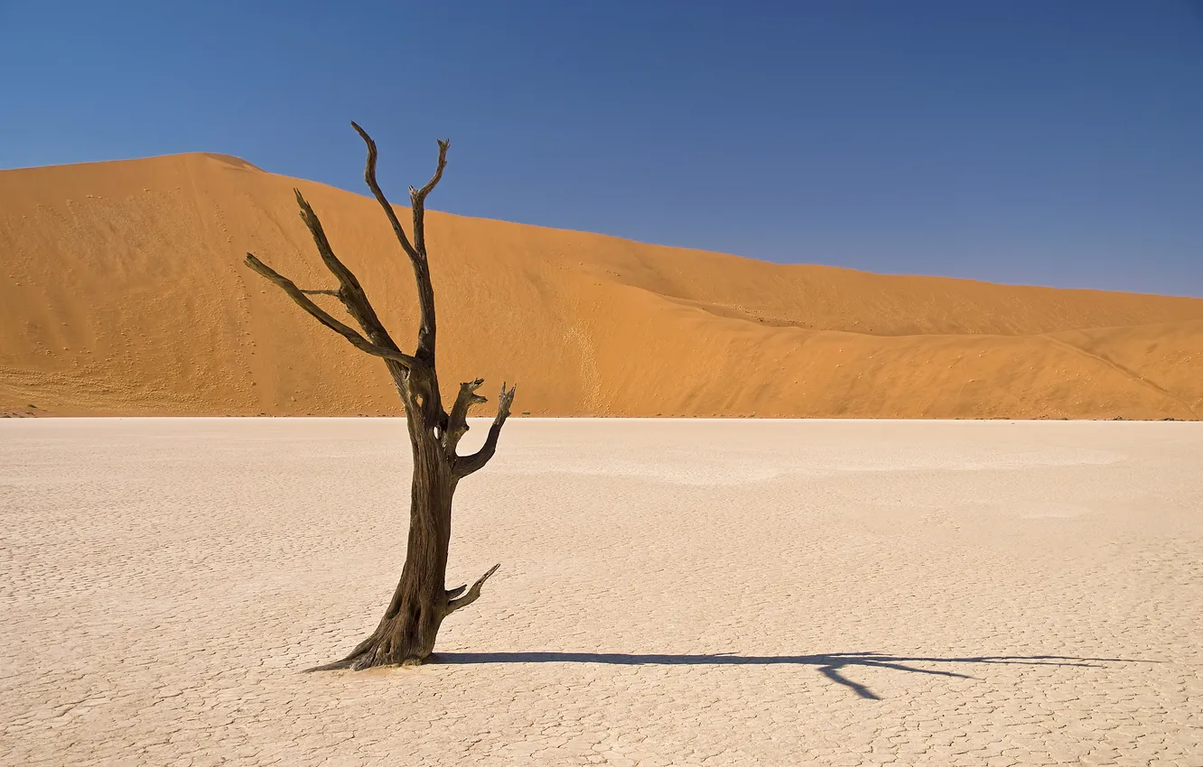 Фото обои песок, дерево, пустыня