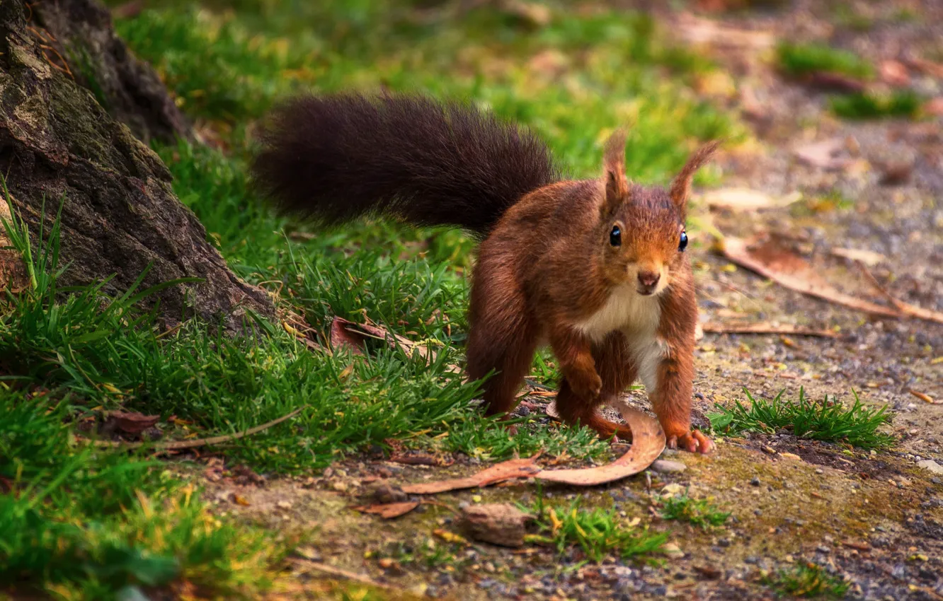 Фото обои трава, взгляд, природа, поляна, белка, рыжая, прогулка, боке