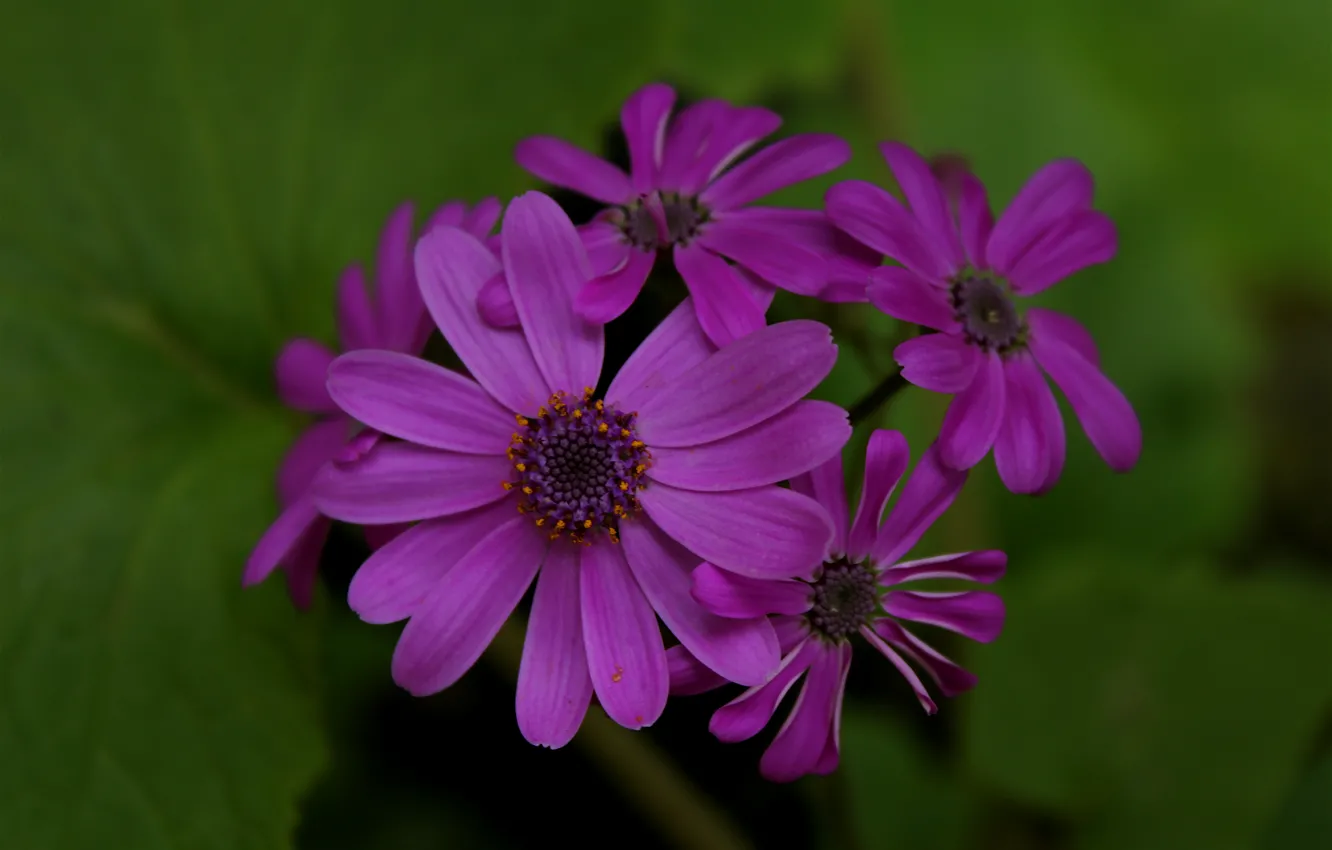 Фото обои Цветы, фиолетовые, flowers, purple