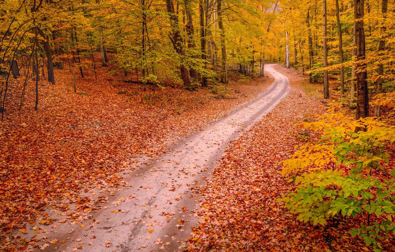 Фото обои дорога, осень, лес