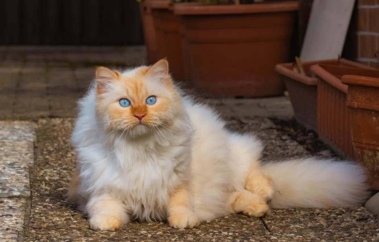 Фото обои кошка, кот, морда, пушистый, голубые глаза, киса, мяу, светлая шерсть