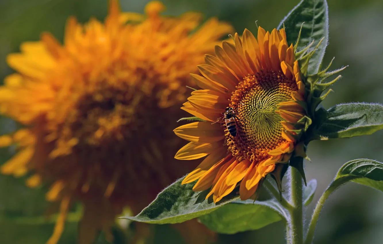 Фото обои лето, макро, подсолнухи, цветы, пчела, желтые, лепестки, насекомое