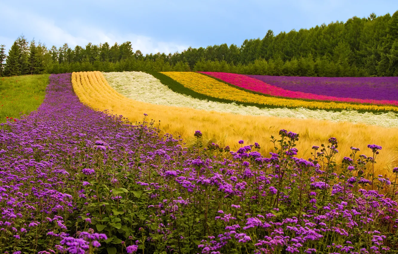 Фото обои поле, деревья, цветы, маки, растения, Япония, холм, лаванда