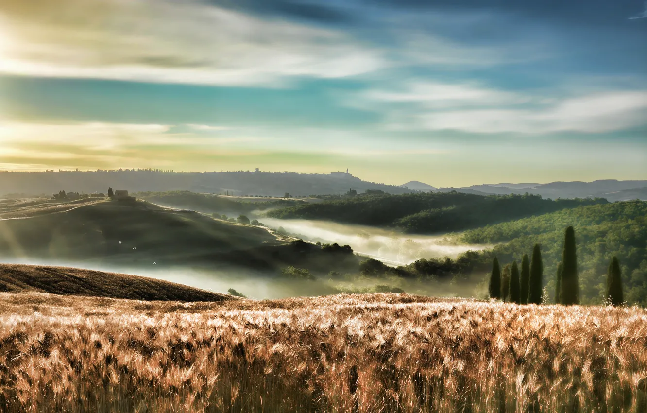 Фото обои поле, природа, туман, утро