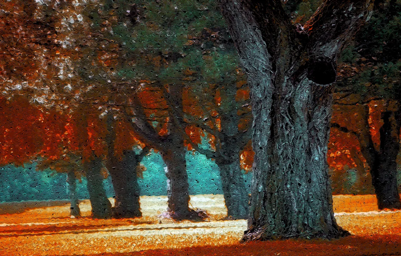 Фото обои осень, лес, капли, деревья, ветки, природа, парк, листва