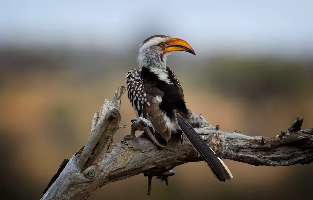Фото обои Kruger National Park, Southern Yellow-billed Hornbill, Wild South Africa