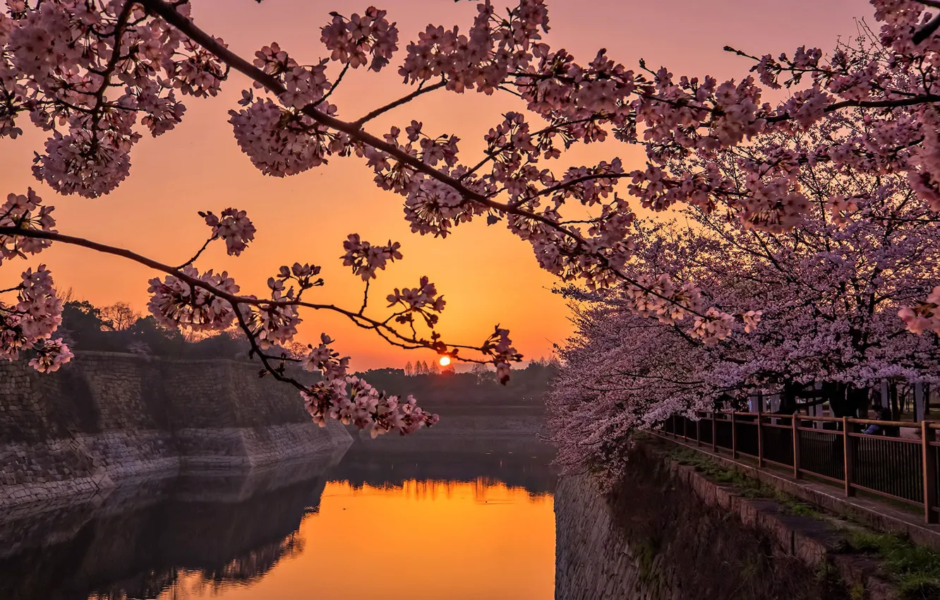 Фото обои закат, весна, Япония, сакура