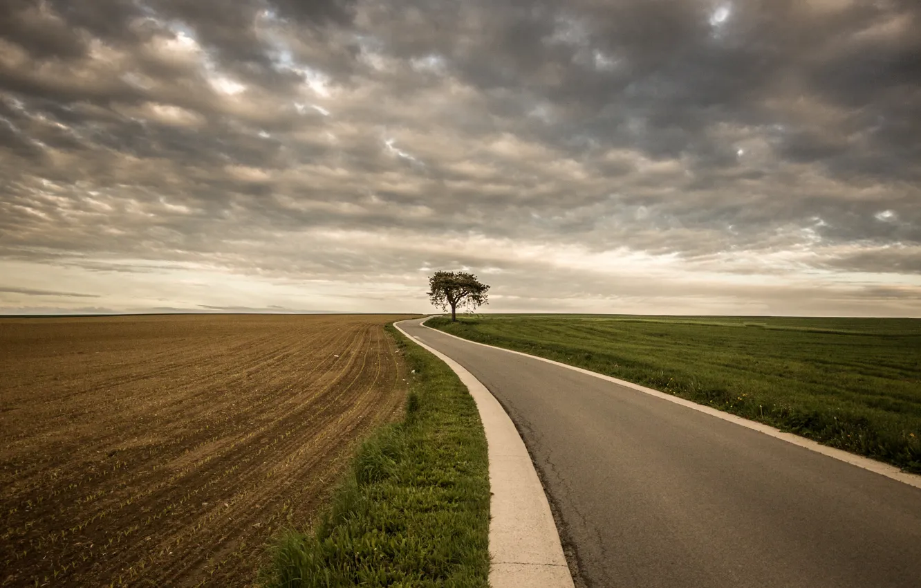 Фото обои дорога, поле, дерево, буря, серые облака