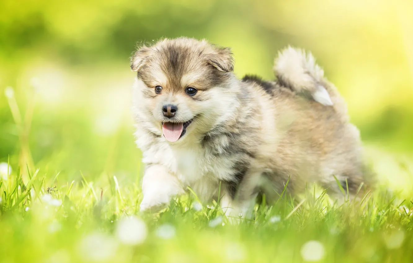 Фото обои трава, собака, малыш, щенок, боке, Финский лаппхунд