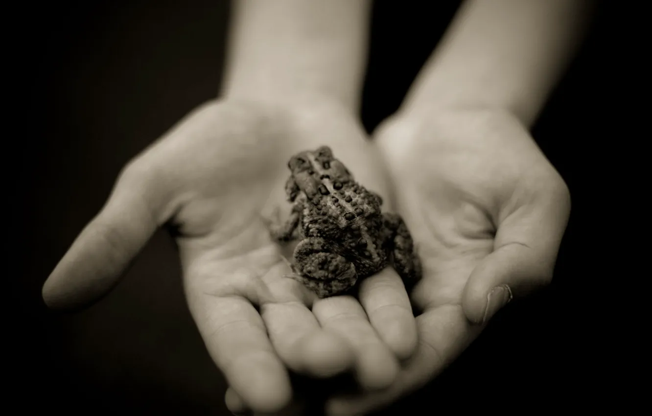 Фото обои grey, hands, image, Frog