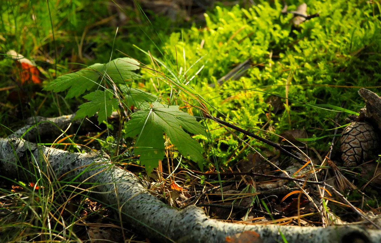 Фото обои forest, leaf, plant, twig